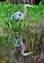 DSC_6008_stitch5_001.JPG