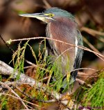 DSC_6079_001.JPG