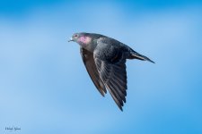 PigeonFlight-260.jpg