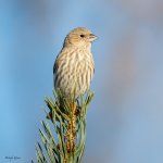 HouseFinch-265.jpg