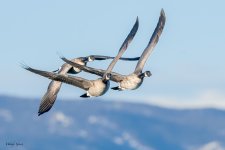 GeeseFlight-260.jpg