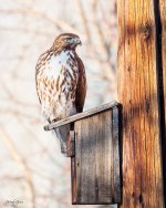 RedtailBirdhouse-260.jpg