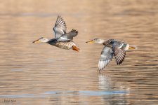 ShovelersFlight-266.jpg