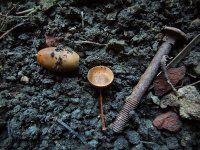 Acorn_on_Stoney-Ground.jpg