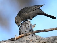 Blackbird7.jpg
