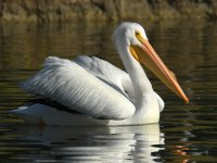 Pelican2.jpg