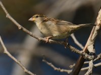 Sparrow5.jpg