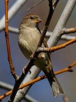 Sparrow11.jpg