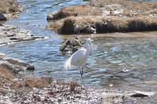 560_0002R_Sh_cr.jpg