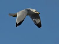 Gull2.jpg