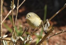 ruby crowned kinglet 3 - 1000.jpg