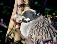 DSC_6157_001.JPG