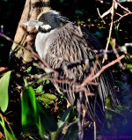 DSC_6160_001.JPG