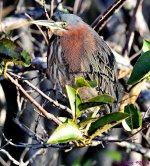 DSC_6165_001.JPG