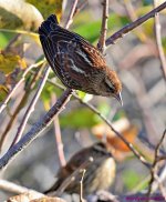 DSC_6171_001.JPG