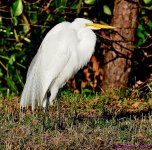 DSC_6184_001.JPG