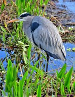 DSC_6217_stitch4_001.JPG