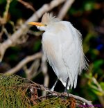 DSC_6252_001.JPG