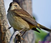 DSC_6278_001.JPG