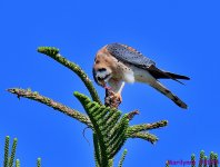 DSC_6307_001.JPG