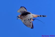 DSC_6350_stitch4_001.JPG