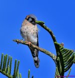 DSC_6376_001.JPG