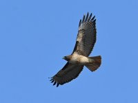 Hawk2.jpg