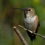 Hummer6.jpg