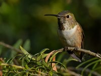 Hummer14.jpg