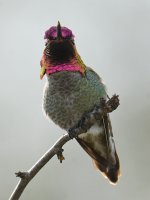 Hummer24.jpg