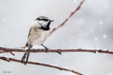 HouseFinchSnow-266.jpg
