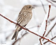 HouseFinchSnow-268.jpg