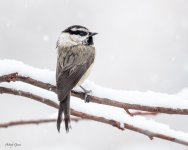 HouseFinchSnow-269.jpg