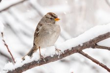 HouseFinchSnow-271.jpg
