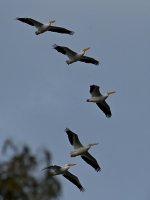 Pelican5.jpg