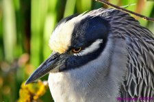 DSC_6437_001.JPG
