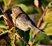 DSC_6444_001.JPG