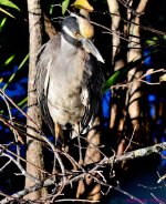 DSC_6486_001.JPG