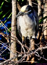 DSC_6491_001.JPG