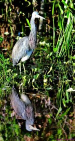 DSC_6532_stitch5_001.JPG