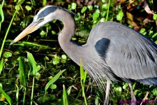 DSC_6550_001.JPG
