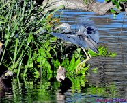 DSC_6552_001.JPG