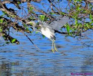 DSC_6554_001.JPG