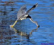 DSC_6558_001.JPG