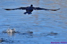 DSC_6600_001.JPG