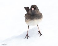 JuncoSnow-266.jpg