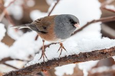 JuncoSnow-267.jpg