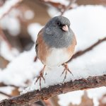 JuncoSnow-268.jpg