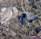 DSC_6602_001.JPG