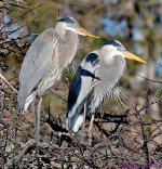DSC_6616_001.JPG